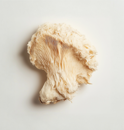 Lion’s Mane (Fruiting Body)