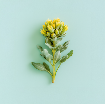 Rhodiola Extract